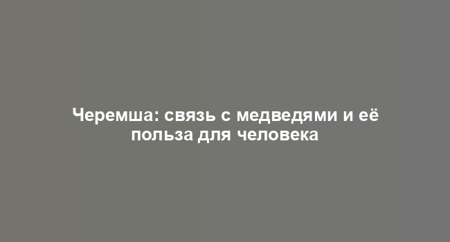 Черемша: связь с медведями и её польза для человека